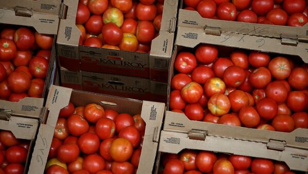 Урожай томатов, фото из архива - Sputnik Азербайджан