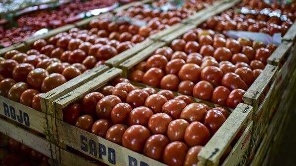 Урожай томатов, фото из архива - Sputnik Azərbaycan