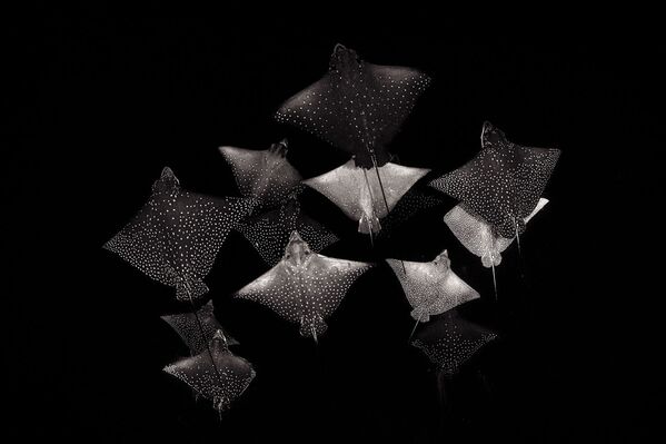 Снимок Constellation of Eagle Rays британского фотографа Henley Spiers, победивший в категории Black and White конкурса 2020 Nature Photographer of the Year - Sputnik Azərbaycan