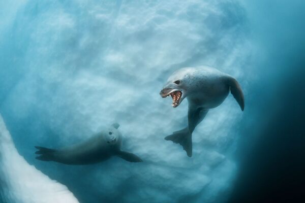 Снимок The Ice Grin российского фотографа Dmitry Kokh, высоко оцененный в категории Underwater конкурса 2020 Nature Photographer of the Year - Sputnik Azərbaycan