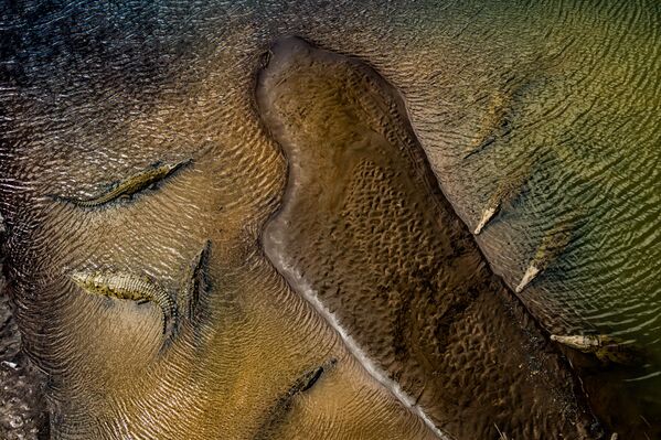 Снимок Cocos Island мексиканского фотографа Sergio Rivero Beneitez, высоко оцененный в категории Other animals конкурса 2020 Nature Photographer of the Year - Sputnik Azərbaycan
