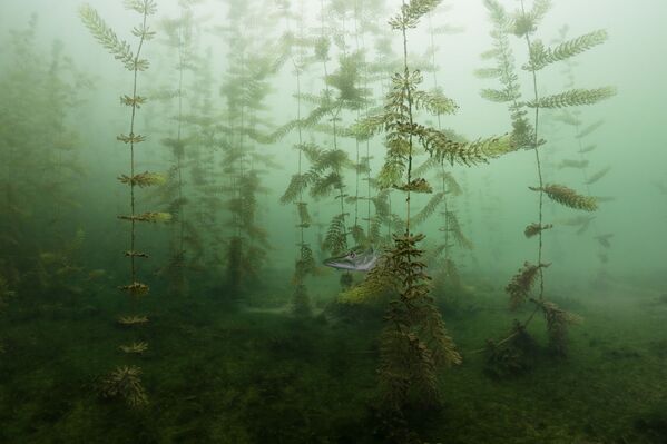 Снимок In The Hiding сербского фотографа Milos Prelevic, победивший в категории Underwater конкурса 2020 Nature Photographer of the Year - Sputnik Azərbaycan