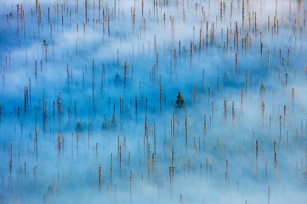 Снимок Dead Forest немецкого фотографа Radomir Jakubowski, победивший в категории Plants and Fungi конкурса 2020 Nature Photographer of the Year - Sputnik Azərbaycan