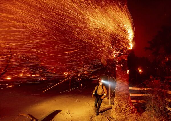 Пожарный проходит мимо горящего дерева во время тушения пожара в общине Сильверадо в Калифорнии - Sputnik Azərbaycan