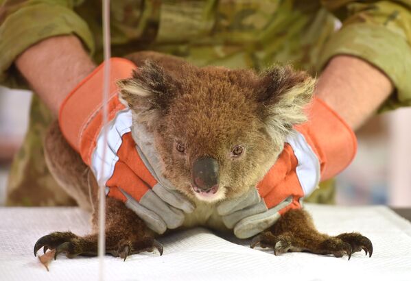 Раненая во время лесных пожаров в Австралии коала проходит лечение в импровизированном полевом госпитале в парке дикой природы острова Кенгуру - Sputnik Азербайджан