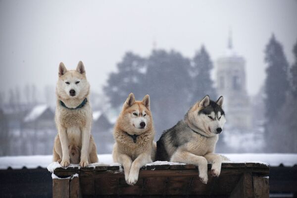 Собаки породы хаски в деревне Рузская Аляска в Подмосковье - Sputnik Азербайджан
