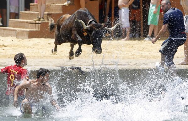 Бык прыгает в море во время испанского фестиваля Bous a la mar - Sputnik Azərbaycan