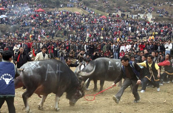 Этническая группа народов Мяо во время боя быков в Китае  - Sputnik Azərbaycan