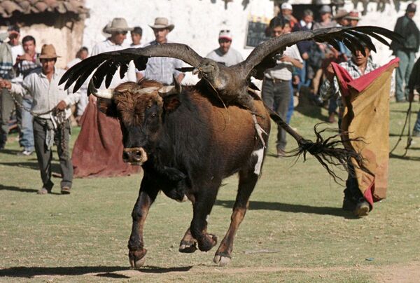Бык с кондором на спине во время боя с быками в Перу - Sputnik Azərbaycan