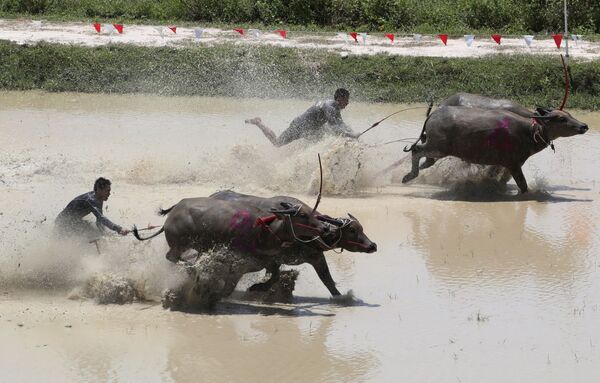 Тайские фермеры во время гонок с быками в Таиланде  - Sputnik Azərbaycan