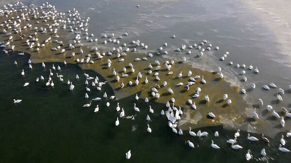 Лебеди прилетели зимовать на Каспийское море   - Sputnik Азербайджан