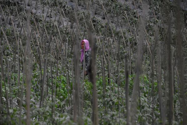 Фермер на покрытое пеплом поле после извержения вулкана Семеру в Индонезии  - Sputnik Azərbaycan