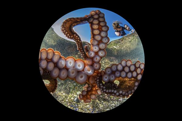 Снимок The Day of the Tentacles фотографа Gaetano Dario Gargiulo, победивший в категории Best of Show конкурса 2020 Ocean Art Underwater Photo  - Sputnik Азербайджан