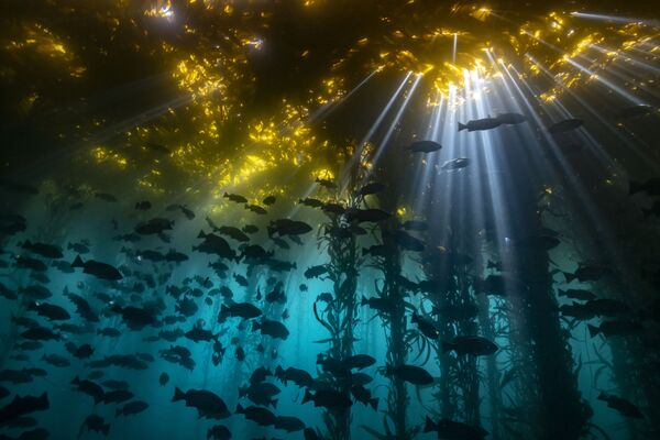 Снимок Cathedral of Kelp фотографа Jon Anderson, победивший в категории Coldwater конкурса 2020 Ocean Art Underwater Photo  - Sputnik Азербайджан
