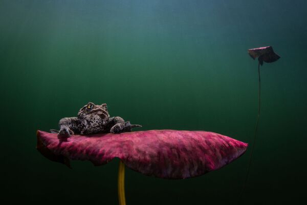 Снимок Waiting for the Kiss фотографа Johan Sundelin, занявший 2 место в категории Coldwater конкурса 2020 Ocean Art Underwater Photo  - Sputnik Азербайджан