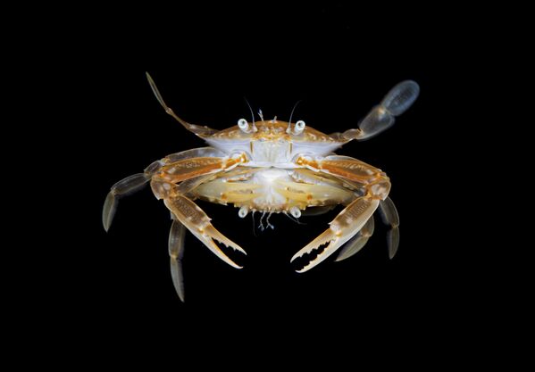 Снимок Mating Crabs фотографа Steven Kovacs, победивший в категории Marine Life Behavior конкурса 2020 Ocean Art Underwater Photo  - Sputnik Азербайджан