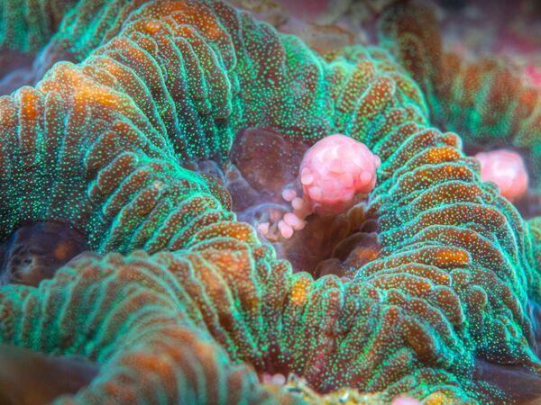 Снимок Coral Spawning фотографа Chia Chi Chang, победивший в категории Compact Behavior конкурса 2020 Ocean Art Underwater Photo  - Sputnik Азербайджан
