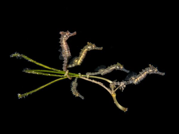 Снимок 5 Baby Seahorses фотографа PT Hirschfield, победивший в категории Compact Macro конкурса 2020 Ocean Art Underwater Photo  - Sputnik Азербайджан