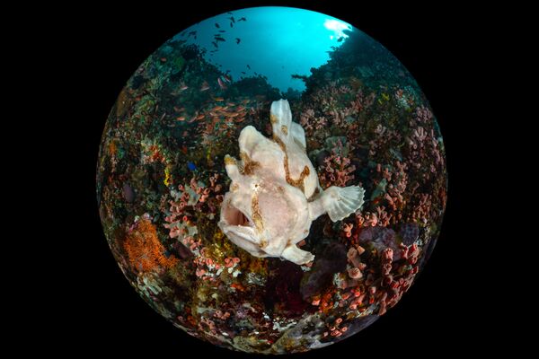 Снимок Giant Frogfish фотографа  Enrico Somogyi, победивший в категории Compact Wide Angle конкурса 2020 Ocean Art Underwater Photo  - Sputnik Азербайджан