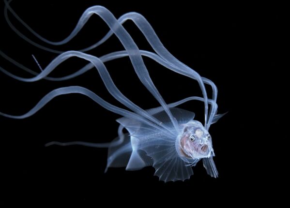 Снимок Acanthonus Armatus фотографа Steven Kovacs, победивший в категории Blackwater конкурса 2020 Ocean Art Underwater Photo  - Sputnik Азербайджан