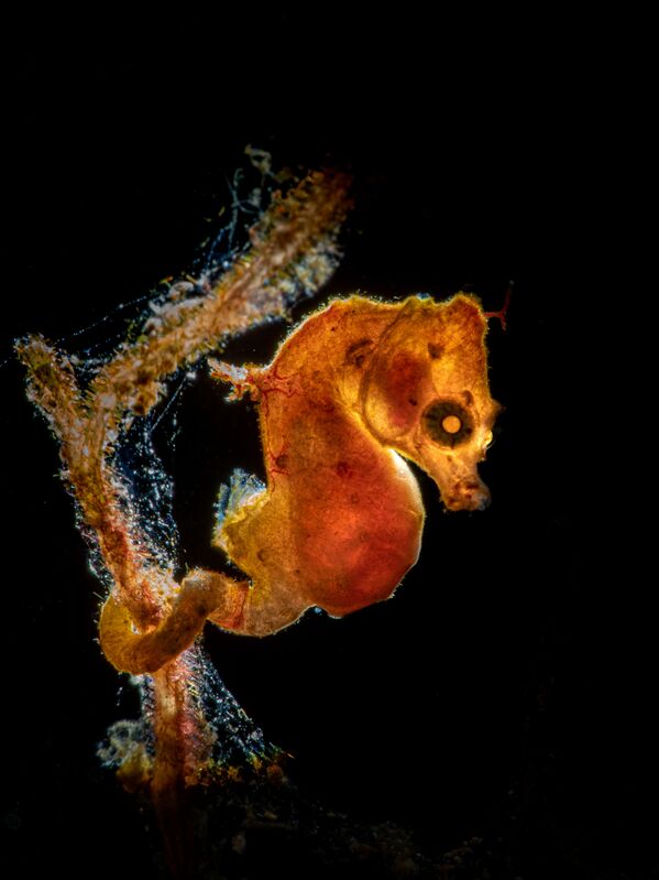 Снимок Seahorse фотографа Galice Hoarau, победивший в категории Macro конкурса 2020 Ocean Art Underwater Photo  - Sputnik Азербайджан