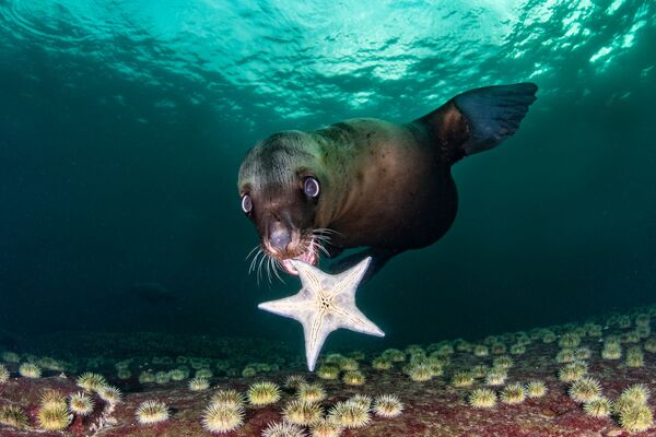 Снимок My New Toy фотографа Celia Kujala, занявший 4-е место в категории Wide Angle конкурса 2020 Ocean Art Underwater Photo  - Sputnik Азербайджан