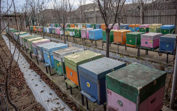 В Азербайджане нет центра по разведению пчел, полностью удовлетворяющего местный спрос - Sputnik Азербайджан