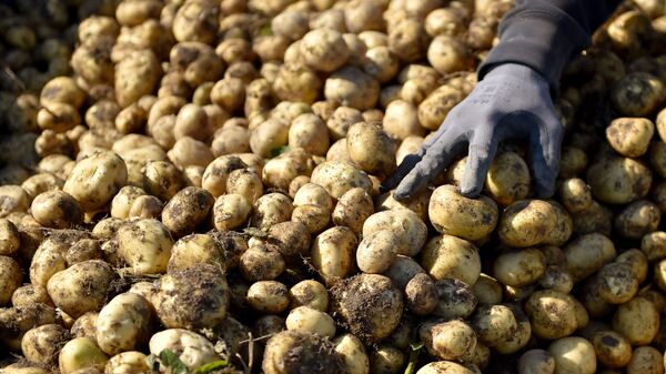 Урожай картофеля, фото из архива - Sputnik Azərbaycan