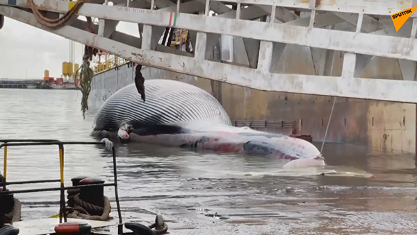 Тушу огромного кита обнаружили у берегов Италии - Sputnik Azərbaycan