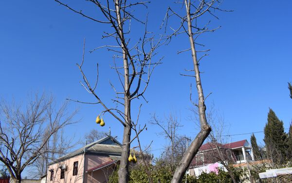 Mingəçevirdə yanvarda armud ağacı bar verib - Sputnik Azərbaycan