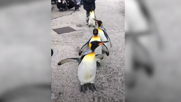 Королевский парад пингвинов: забавное видео из зоопарка - Sputnik Азербайджан