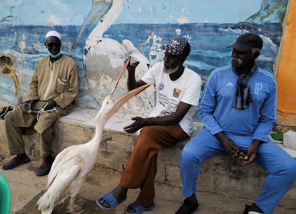 Мужчина сидит рядом со своим пеликаном в Сенегале - Sputnik Azərbaycan