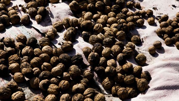 Урожай орехов, фото из архива - Sputnik Азербайджан