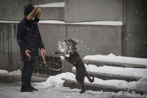 Собака играет со снегом в Нью-Йорке  - Sputnik Азербайджан