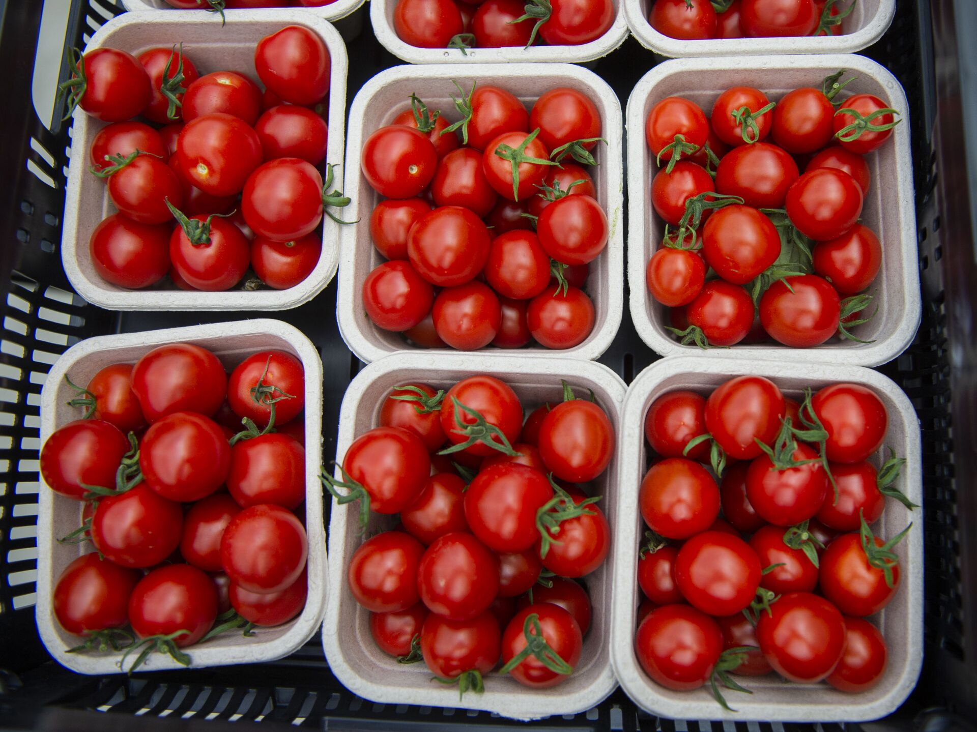 Сорт томатов оля f1. Сорт помидор Оля. Помидоры азейбарджанские сорта.