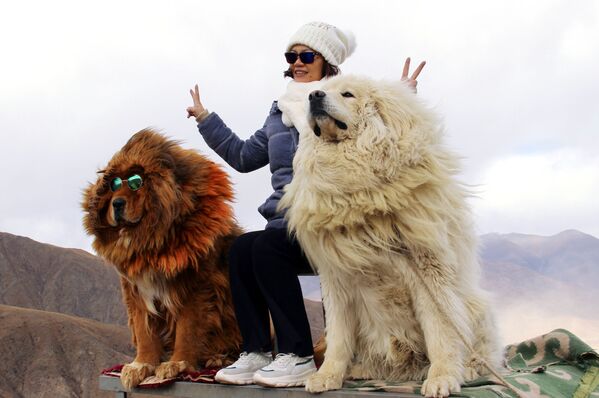 Женщина фотографируется с собаками породы тибетский мастиф в горах Тибета - Sputnik Азербайджан