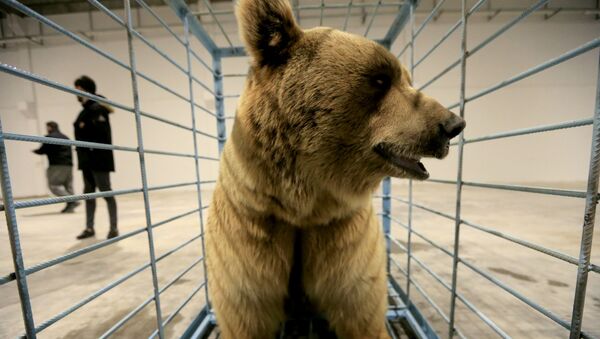 Медведь в клетке, фото из архива - Sputnik Azərbaycan