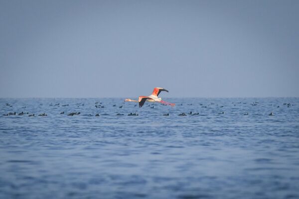 Фламинго в Апшеронском национальном парке - Sputnik Азербайджан