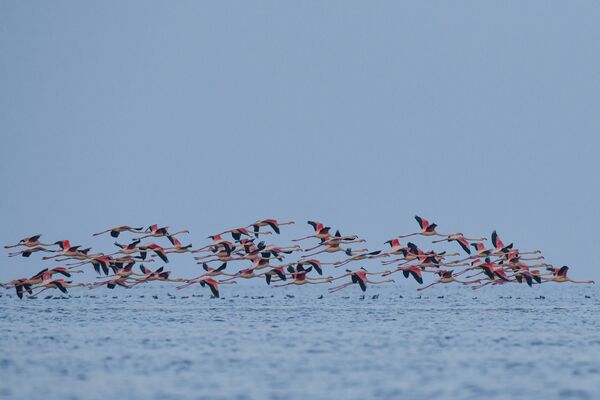 Фламинго в Апшеронском национальном парке - Sputnik Азербайджан