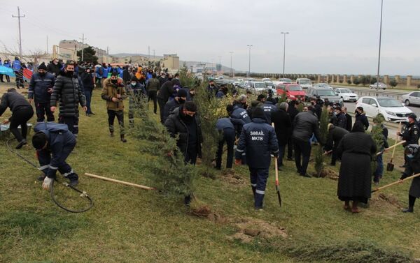 Акция по посадке деревьев в Сабаильском районе Баку - Sputnik Азербайджан