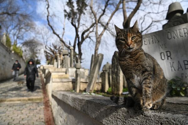 Кот на одном из кладбищ Стамбула - Sputnik Азербайджан