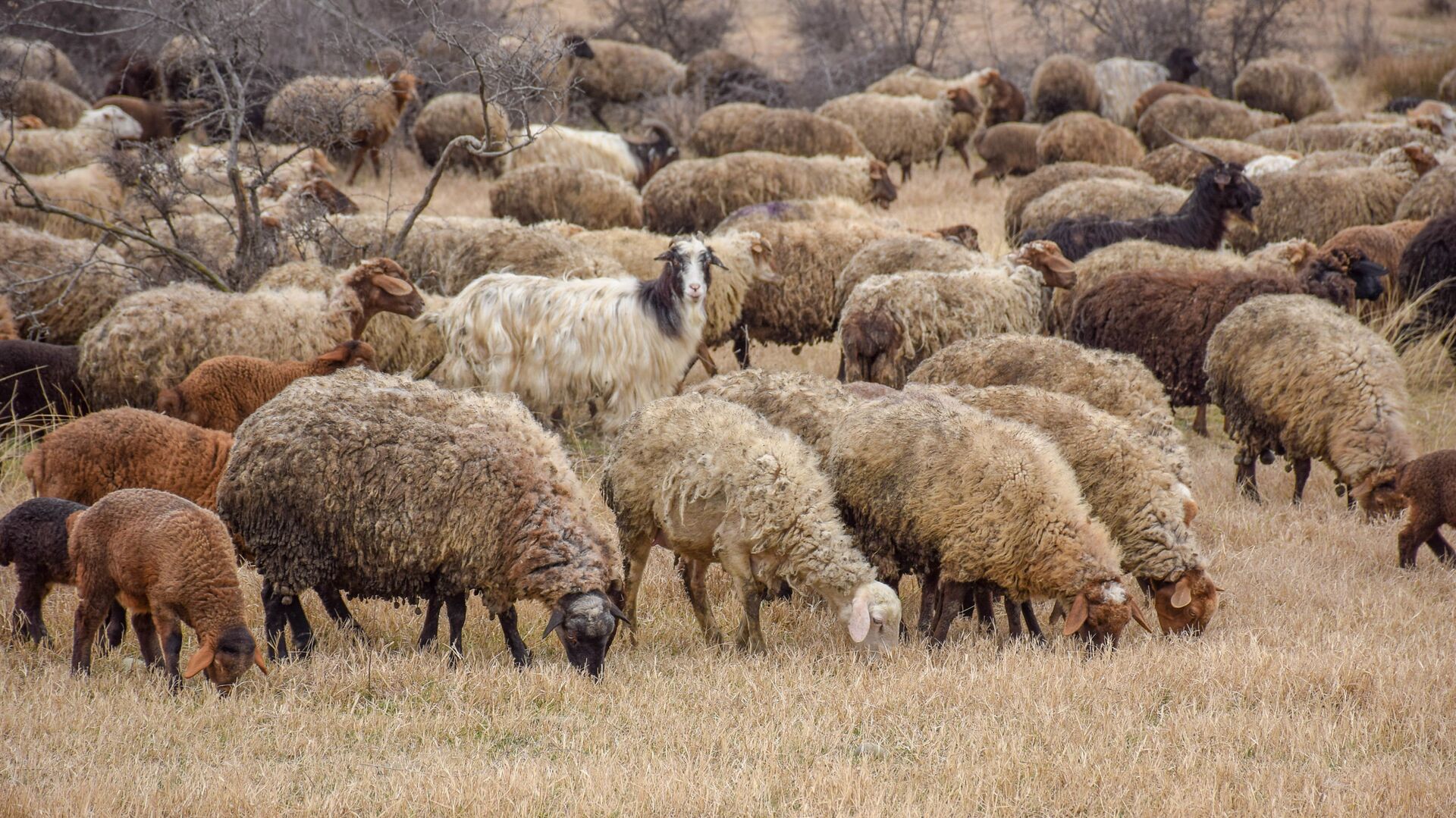 Ceyrançöl düzündə yaşayan çobanlar - Sputnik Азербайджан, 1920, 17.09.2021