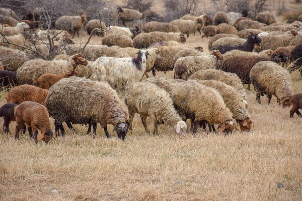 Ceyrançöl düzündə yaşayan çobanlar - Sputnik Azərbaycan