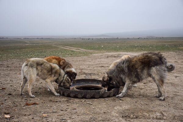 Ceyrançöl düzündə yaşayan çobanlar - Sputnik Azərbaycan