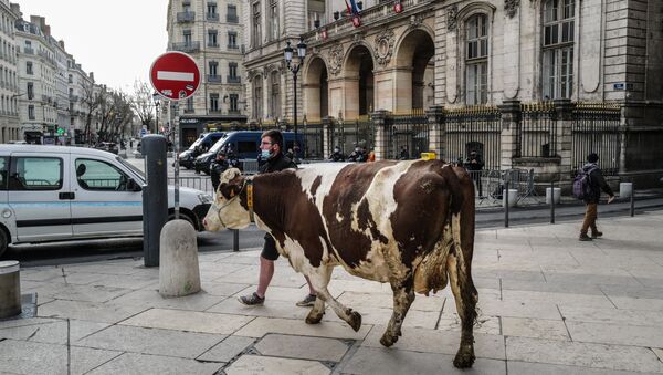 Фермер выгуливает корову перед мэрией Лиона во время акции против предложения исключить мясо из меню школьных столовых - Sputnik Азербайджан