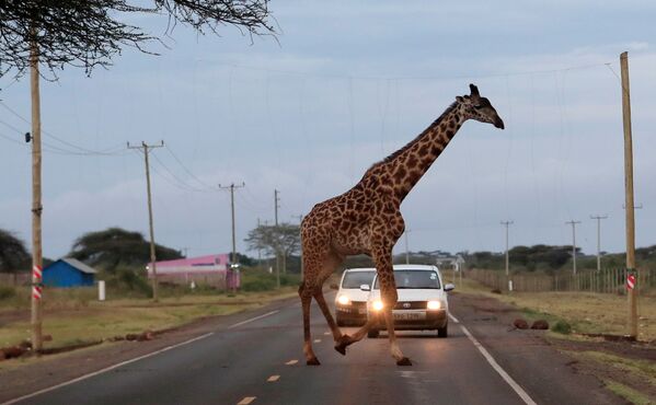 Жираф пересекает дорогу в заповеднике Кимана, Кения - Sputnik Azərbaycan