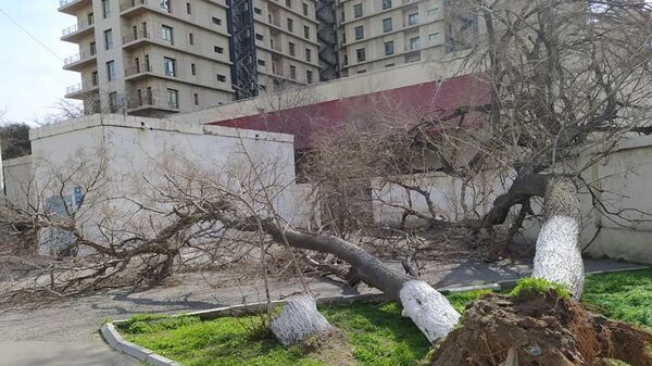 Последствия ветра в Баку, фото из архива - Sputnik Азербайджан