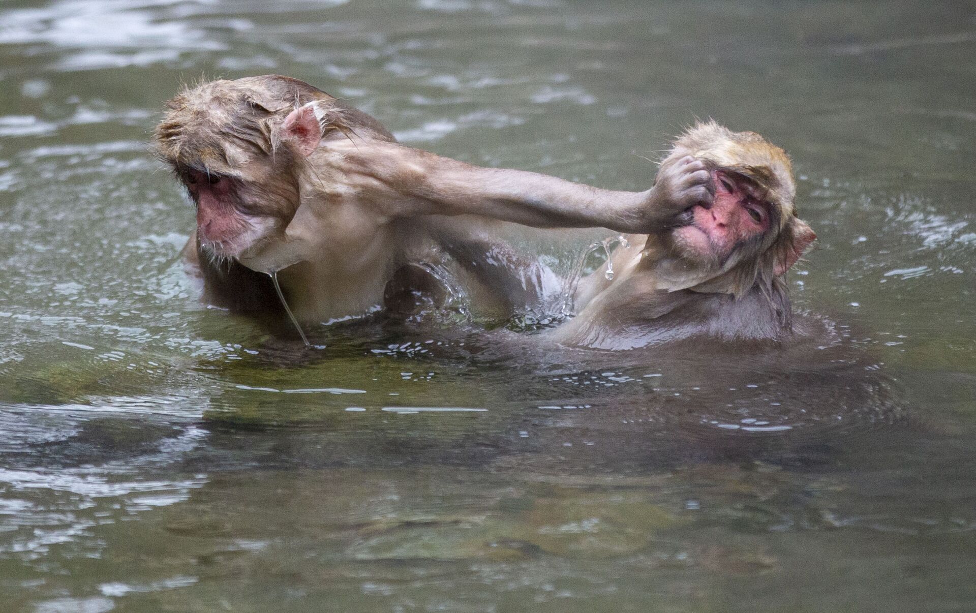 Группа обезьяна купается в теплой. Обезьяна плавает. Обезьяна плывет. Купание обезьяны в теплой воде. Мартышка плывет.