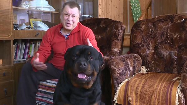 Собака помогает хозяину в домашних делах - Sputnik Азербайджан