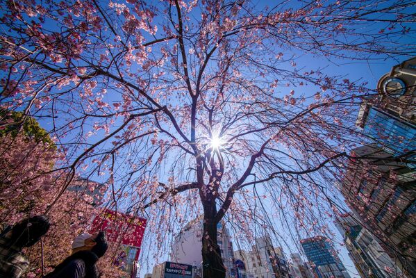 Люди любуются цветущей вишней в Токио - Sputnik Азербайджан